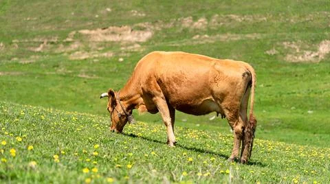 Cows in a Meadow Stock Photos