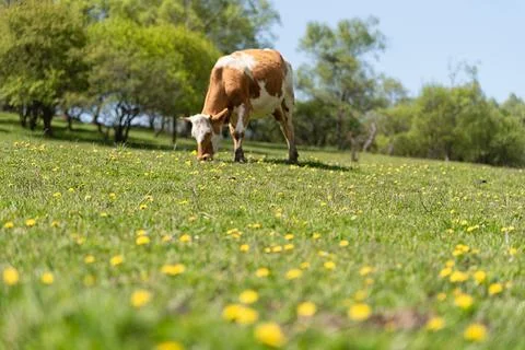 Cows in a Meadow Stock Photos
