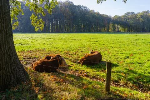 Cows in meadow Stock Photos
