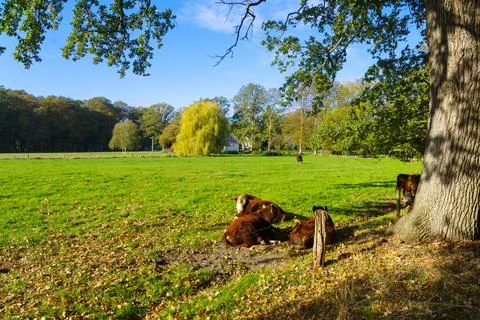 Cows in meadow Stock Photos