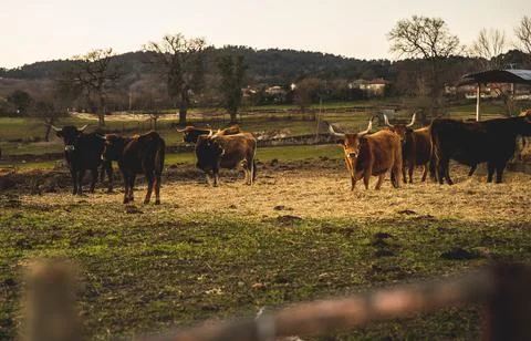 Cows in the meadow Stock Photos