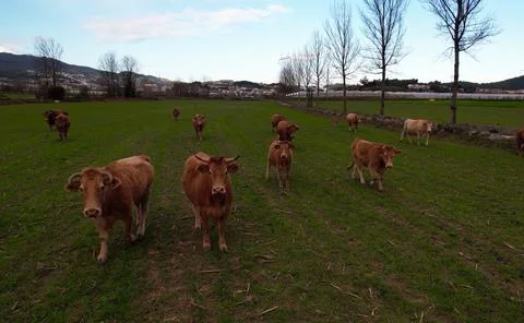 Cows in the meadow Stock Photos