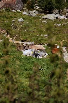 Cows on a meadow. Stock Photos