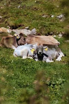 Cows on a meadow. Stock Photos