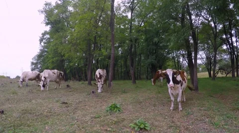 Cows on a meadow with sparse grass hard eat grass. Stock-Footage 54740647