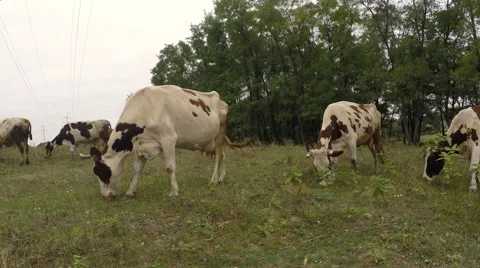 Cows on a meadow with sparse grass hard eat grass. Video stock 55849035