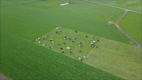 Cows in a meadow in spring Stock Footage 88866283