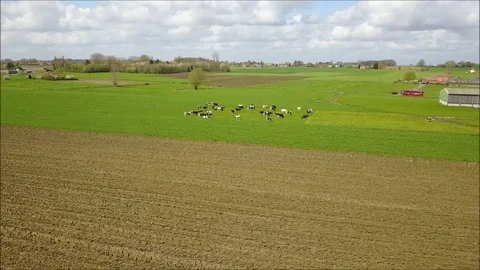 Cows in a meadow in spring Stock Footage 88866360