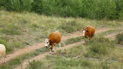 Cows in the meadow, summer Video stock 193695080