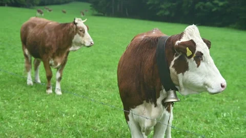 Cows on a meadow in summer rain Video stock 260935701