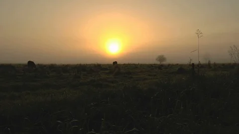 Cows in the Meadow at Sunrise Stockbeeldmateriaal 86328231