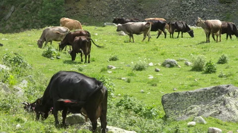 Cows  in a meadow timelapse Stock Footage 43744339