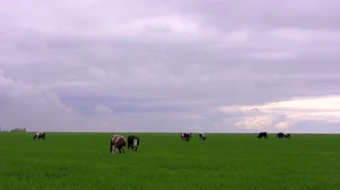 Cows on a meadow. Timelapse Stock Footage 47929294