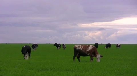 Cows on a meadow. Timelapse Stock Footage 49407983