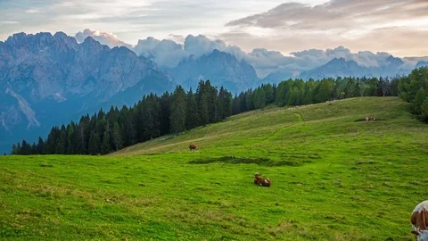 Cows on meadow, timelapse Stock Footage 82521405