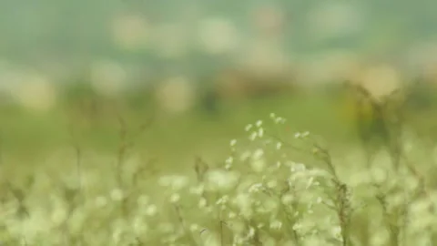 Cows in a meadow,  Ukraine Stockbeeldmateriaal 93000869