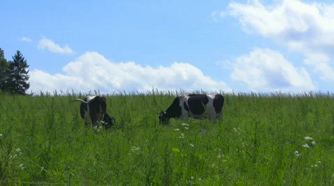 Cows meadow4 Stock Footage