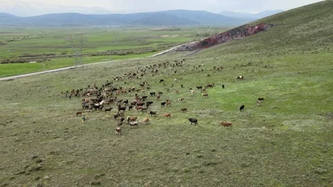 Cows meadows fields Stock Footage 241116126