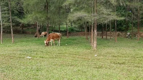 Cows in the Meadows Stock Footage 167643543