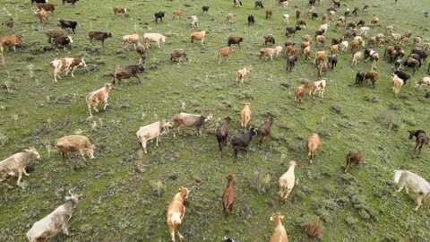 Cows meadows nature Stock Footage 241116218