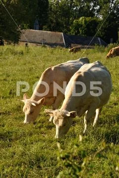Cows in meadows Stock Photos