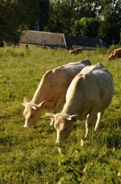 Cows in meadows Stock Photos