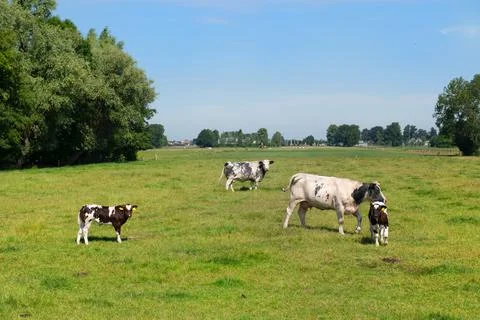 Cows in the meadows Stock Photos