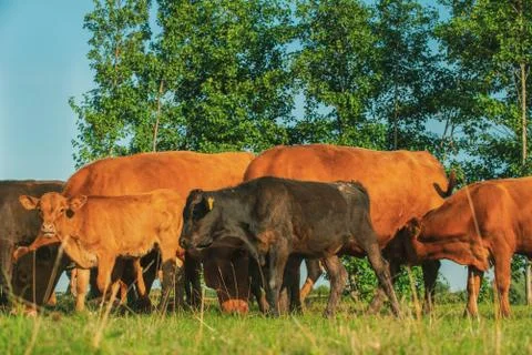 Cows in meadows. Red cows and calves in the meadow. Stock Photos