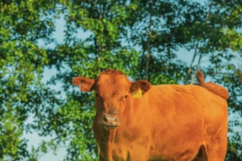 Cows in meadows. Red cows and calves in the meadow. Stock Photos