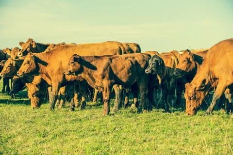 Cows in meadows. Red cows and calves in the meadow. Stock Photos
