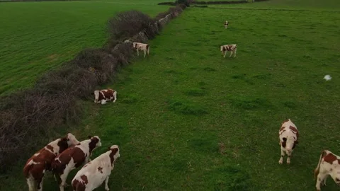 Cows at menorca drone Stock Footage 153379761
