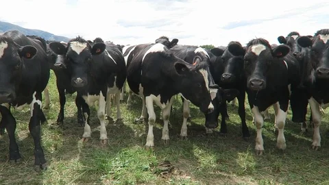 Cows at Methven Farm Stock Footage 96366157