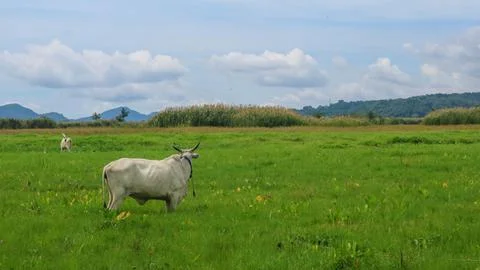 Cows in the middle of rice fields Foto stock