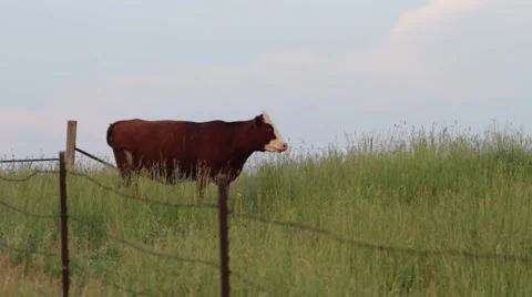 COWS MIDWEST FIELD SUMMER Stock Footage