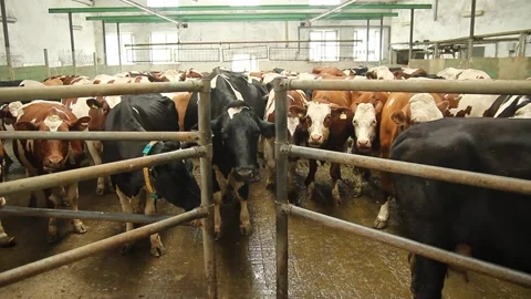 Cows at the Milk Production Factory. Automated equipment for milking cows  動画素材 153491353