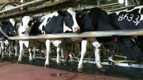 Cows milking Stock Footage 20512501