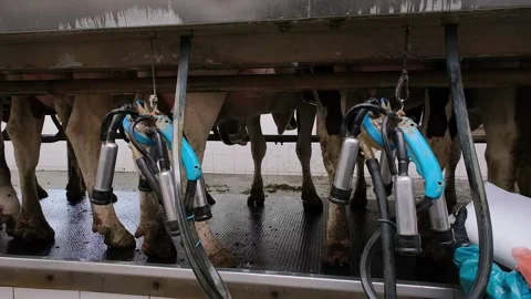 Cows in the milking parlor while collecting milk Video stock 166100616