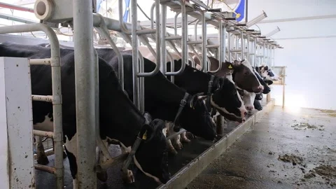 Cows in the milking parlor while collecting milk Stock Footage 166100633