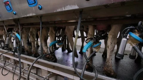 Cows in the milking parlor while collecting milk Video stock 166100640