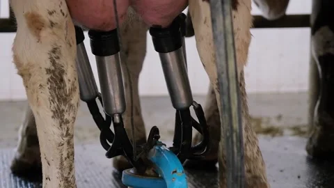 Cows in the milking parlor while collecting milk Stock Footage 166100641
