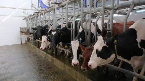 Cows in the milking parlor while collecting milk Video stock 166100643