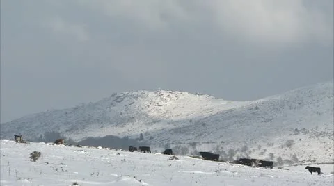 Cows milling at base of snow covered dartmoor hills Video stock 20641844