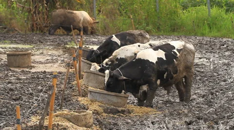 Cows in mire Stock Footage 41472039