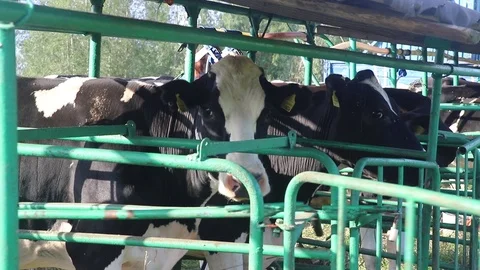 Cows in a mobile stall Stock Footage 113998157