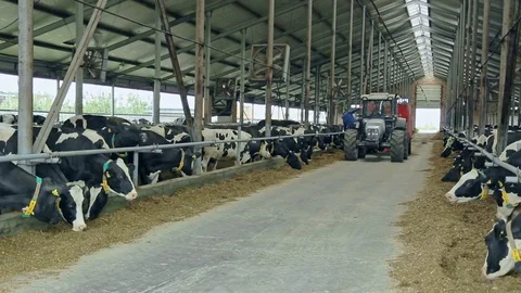 Cows in modern barn on dairy farm. Livestock farming. Agriculture industry Stock Footage 79885809
