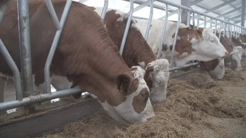 Cows on a modern farm 스톡 동영상 236602473