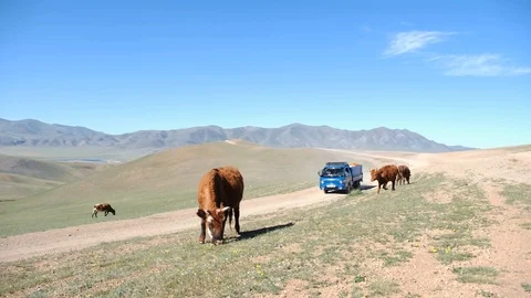 Cows on a Mongolian dirt road Видео 124067490