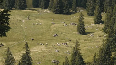 Cows on Mountain 01 3840x2160 Stock Footage 248044364