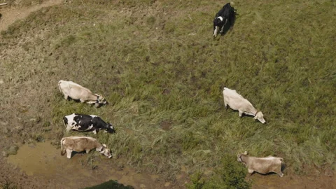 Cows on Mountain 02 3840x2160 Stock Footage 248044552