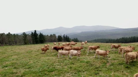 Cows in the mountain - 234 Stock Footage 310502217